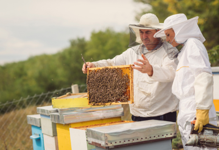 Arıcılık Ustalık Eğitimi