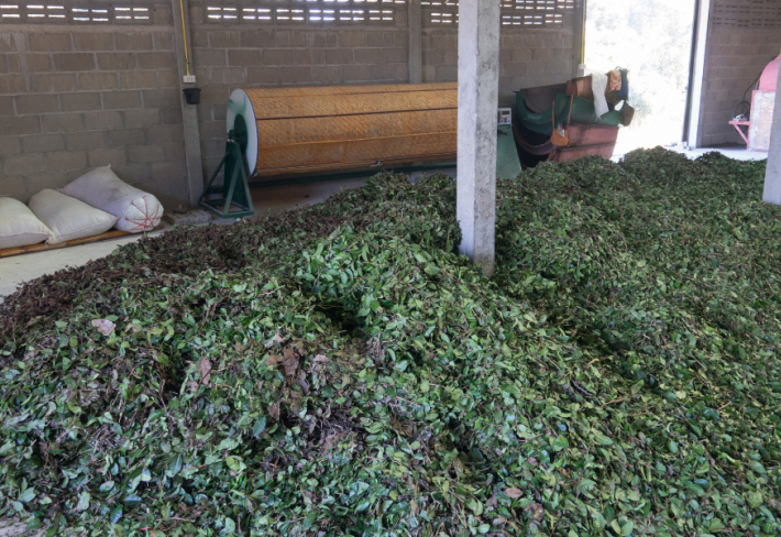 Çay İşleme Ustalık Eğitimi