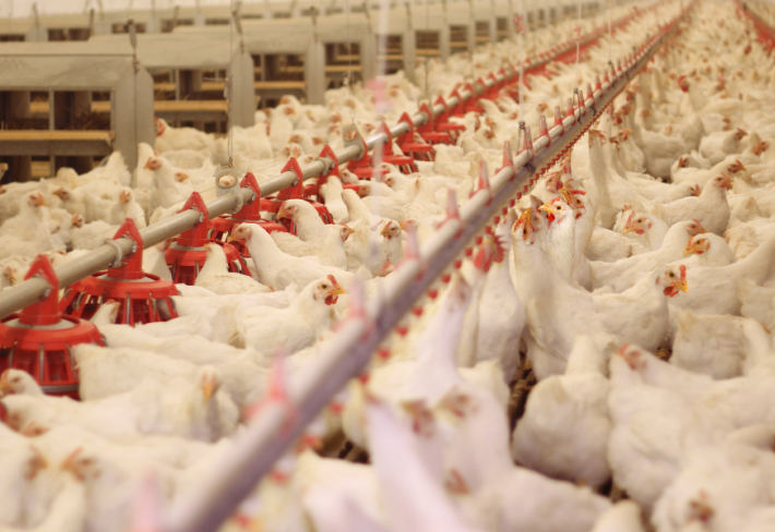 Kanatlı Hayvan Yetiştiriciliği Ustalık Eğitimi