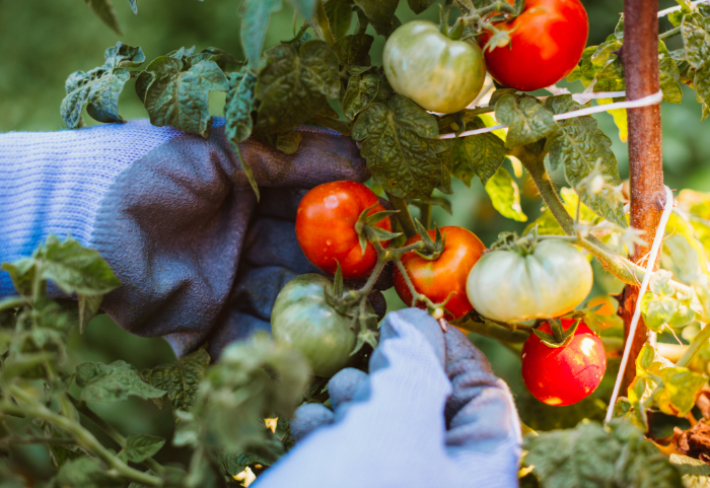 Organik Tarım Eğitimi
