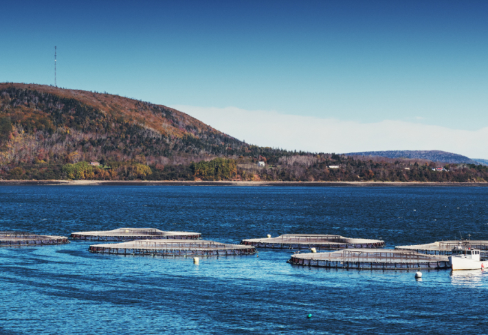 Su Ürünleri İşleme Ustalık Eğitimi